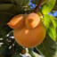 Joe_Peach