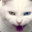 white_cat