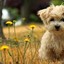 Dogge