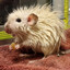 Soggy Rat 2