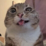 Rigby Cat - steam id 76561199206900501