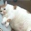 Sad Fat Cat
