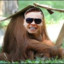 diho orangutan