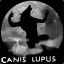 canis lupus