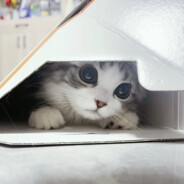 我是爱莉希雅的狗