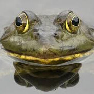 mollopi - steam id 76561199065667967