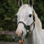 Why the long face?
