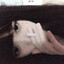 小海苔