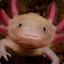 Axolotl_knight