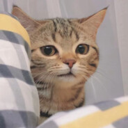 澳門线上哈拉少