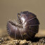 Pillbug