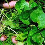 Bây đâu thưởng 36 bó rau