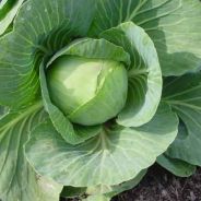 Ser Cabbage