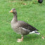 Goose:)