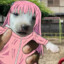 Dogcchi
