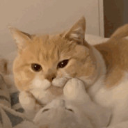 时常白给的小萌新