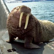 walrus
