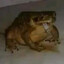 MaVu_MarlboroFrog
