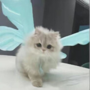 <size="66">能让我卡个盘子吗><~</size>