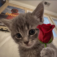 SweetKitCat Steam avatar
