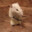 The Other RAT