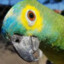 pontara
