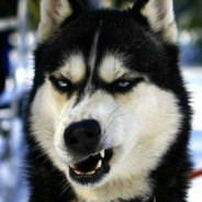 披着狼皮的哈士奇