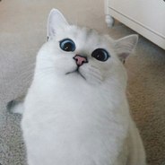 кверти avatar
