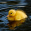 AbortedDuckling