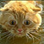 FatCat