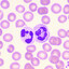 Neutrophil