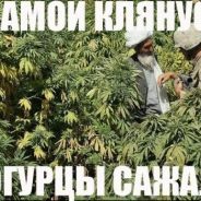 †кукусики†