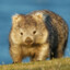 Wombat Shogun