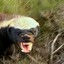 honey badger