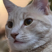 catisfaction Steam avatar