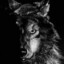 Wolf Dark