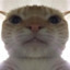 snuffles