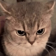kexxyvok avatar