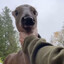 DM | Deer?