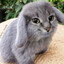 cute tarded chungus girl