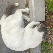 一只暗物质眼罩猫.