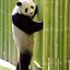 SkinnyPanda