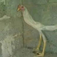 Comrad - steam id 76561199026006495