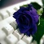 Blue Rose