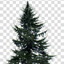 Spruce Willis