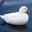 duckguy25