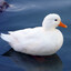 duckguy25