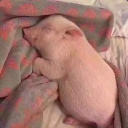 我是歪瓜