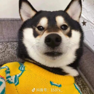 我测你们吗