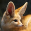 Fennec Fox_5006